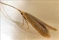 0492 (37.007) Coleophora flavipennella